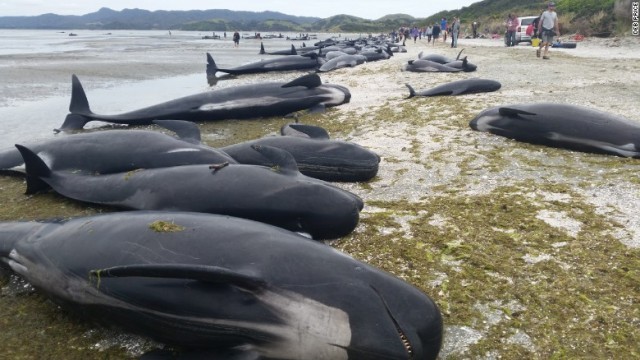 大量のクジラが海岸に乗り上げた