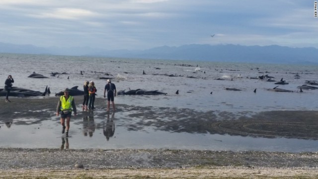 ボランティアが集まり、クジラを海に戻す取り組みも行われた