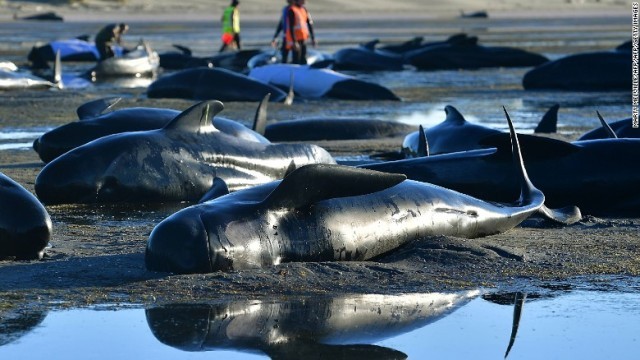 海岸に横たわるゴンドウクジラ＝２月１１日