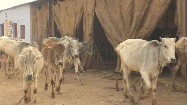 病気を治すと広く信じられている牛の尿について、インド政府が調査委員会を立ち上げる