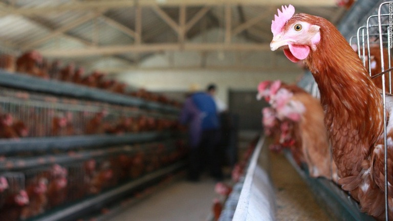 鳥インフルエンザの感染拡大により、生きた家禽の取引が停止を余儀なくされている