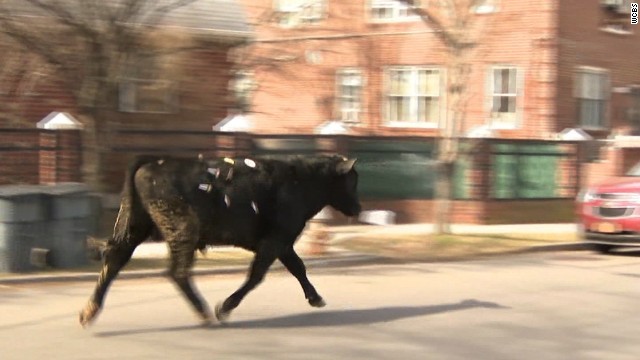 ニューヨーク市内を牛が逃げ回った