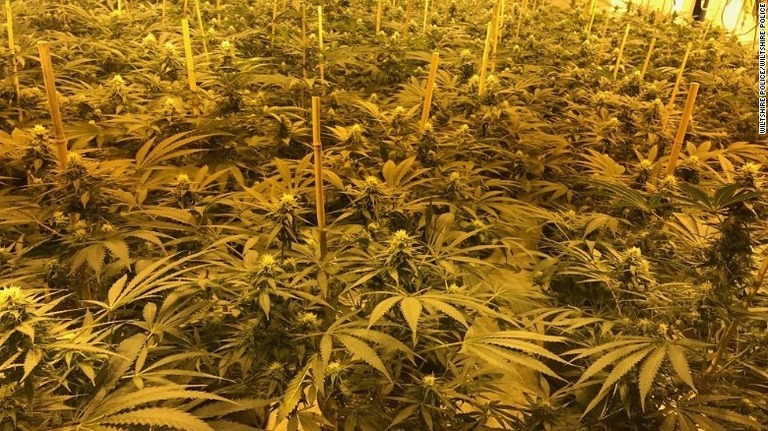 核シェルターの中で栽培されていた大量の大麻草＝ウィルトシャー州警察