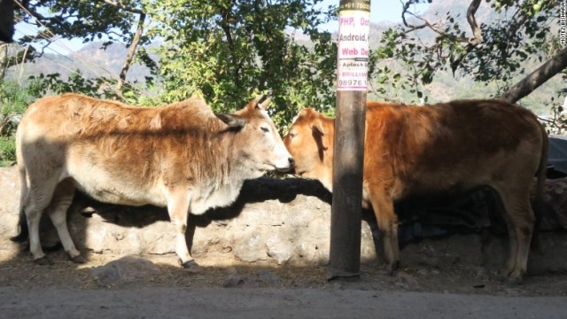 街中には動物の姿も