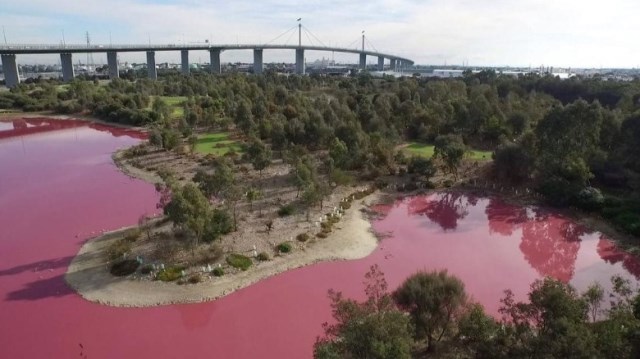 メルボルンにある塩水湖が鮮やかなピンク色に