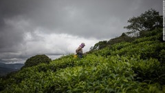 コロンビア・バジェデルカウカ：アグリコーラ・ヒマラヤはコロンビアで唯一の茶畑を所有し、米国や中南米に輸出している。ビタコ農場で茶葉を摘む様子