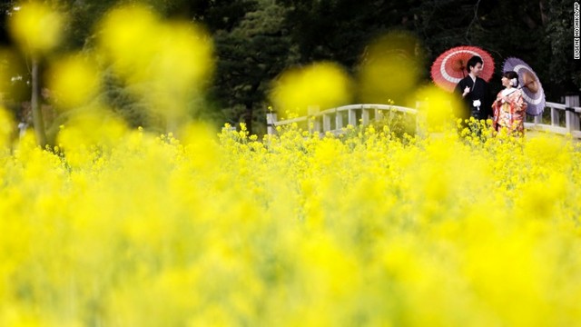 東京：浜離宮で伝統的な衣服に身を包み、菜の花畑の前でポーズを取る花婿と花嫁。花は３月終わりまで見ごろの予定