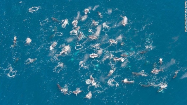ザトウクジラが異例の集団を形成している様子が確認された