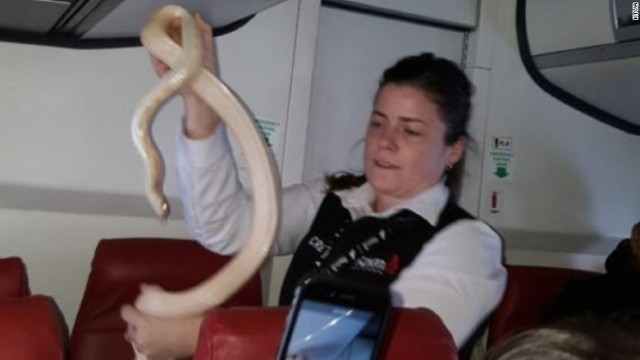 機内でヘビが見つかり、乗務員が捕獲した
