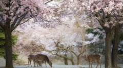 おとぎ話から出てきたような奈良中心部の公園の光景