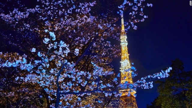 日本気象協会が桜開花予想を発表。国内外から多くの旅行客の予約が入る