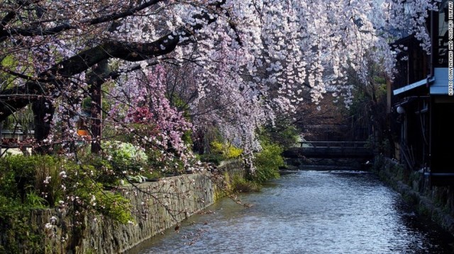 祇園地区は京都有数の花見の名所。白川に桜が緩やか垂れ、花びらが落ちて運ばれていく