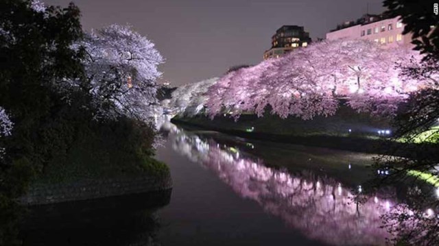 日本で最も有名な花見スポットのひとつ上野公園。花見の場所取りはタフな競争に