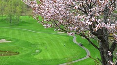 北海道ニセコにあるアーノルド・パーマー設計のゴルフ場では、フェアウエー沿いに桜の木が並ぶ