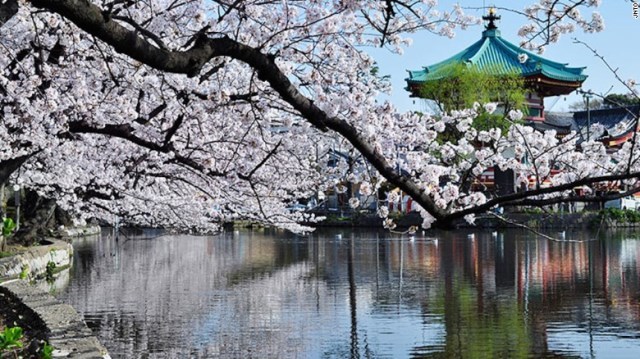 上野公園の桜