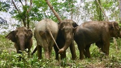 ７．「ゾウは感情の動物で、幸福や悲しみを感じ、愛情を示す。そしてここでは、彼らは何も恐れず、彼ら本来の姿を取り戻している」（ロジャーソン氏）