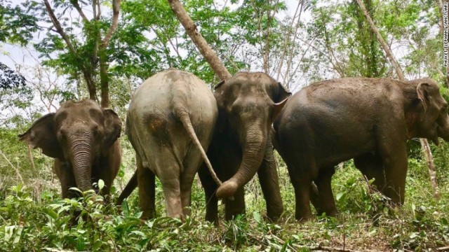 タイ国内のツアーガイドも、ゾウが虐待されている事実に衝撃を受けるという