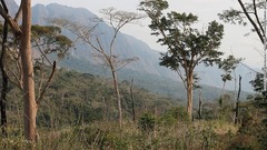 最初に発見されたクンビラの森の名をとって、アンゴラショウガラゴの学名は「ガラゴイデス・クンビレンシス」とつけられた