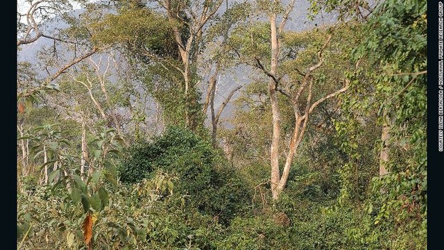 研究チームの1人、マグダレーナ・スベンソン氏はアンゴラショウガラゴについて「今後数年で姿を消してしまう可能性がある」と危惧する