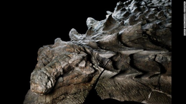 本来の外見をとどめた状態で化石化したノドサウルス＝ナショナルジオグラフィック