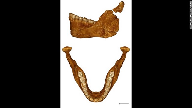 下あごの化石の発見によって、ネアンデルタール人などの化石との比較も可能になった