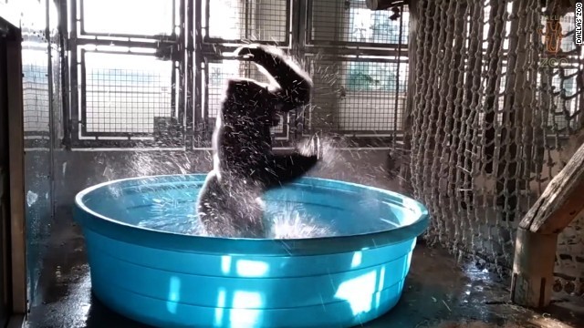 子ども用プールの中で躍動感あふれるダンスを披露するゴリラの「ゾラ」