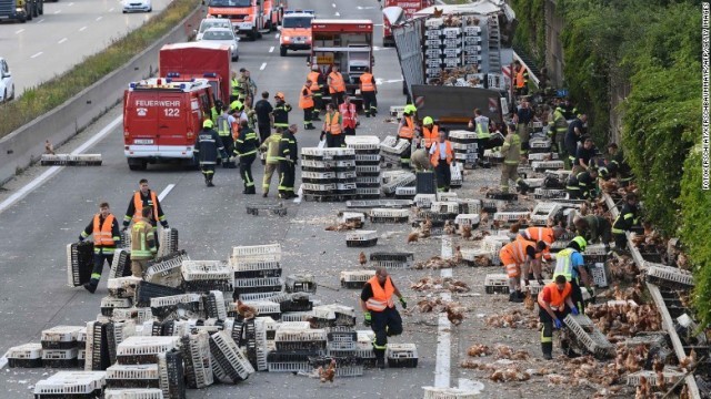 ニワトリ数千羽がケージを飛び出し、幹線道路にあふれた