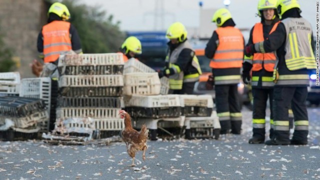 騒ぎの原因は、ニワトリを輸送していたトラックの運転手が起こした居眠り運転での事故。けが人は出なかった