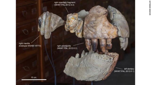特大のあごを化石で復元