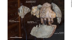 特大のあごを化石で復元