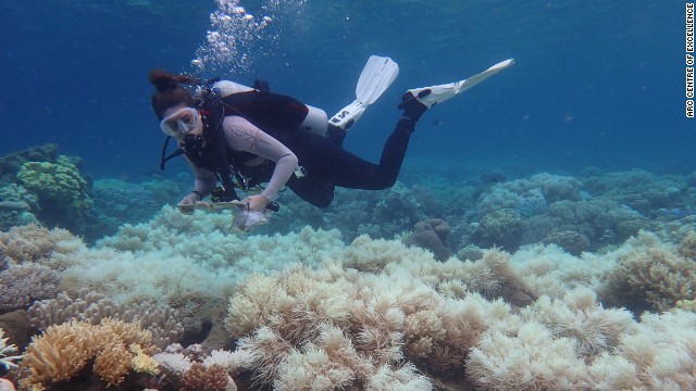 海中でサンゴの白化現象を調査＝今年３月