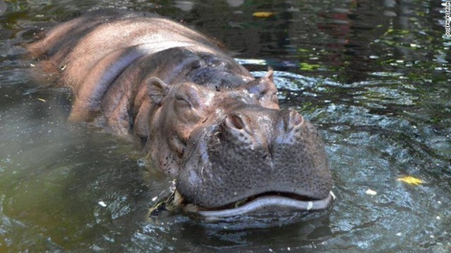 アフリカにいる野生のカバはその獰猛（どうもう）さで知られているが、飼育係によるとバーサはとても温厚な性格だったという