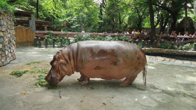 正確な年齢は不明だが、動物園によるとバーサは1952年生まれ。開園当初の1959年以来、来園者を楽しませてきた