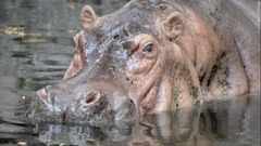 フィリピンの動物園でこのほど死んだ世界最高齢のカバ「バーサ」