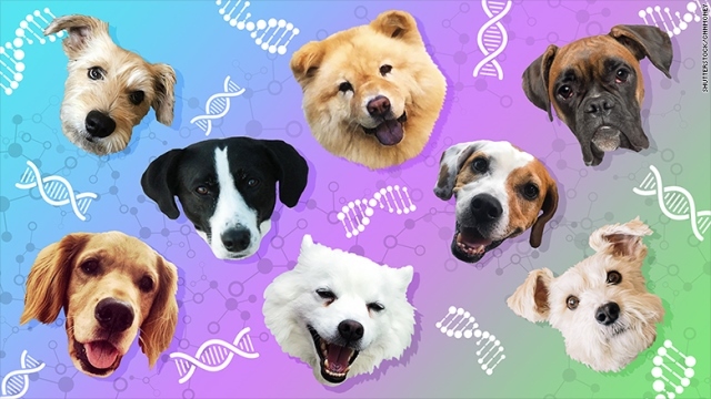 犬の遺伝子検査を行う米国の新興企業が資金調達を進めている