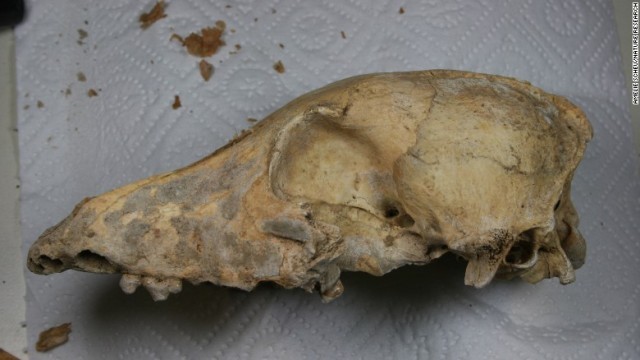 ドイツで見つかった５０００年前の犬の頭蓋骨（ずがいこつ）の化石