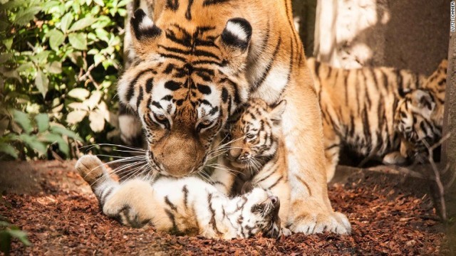 マルーシュカはロシア・シベリアのノボシビルスク動物園で２０１１年に誕生。父トラのヤーシャとは現在飼育されているハーゲンベック動物園で出会った