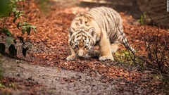 地面のにおいをかぎながら、早速飼育エリアを探索