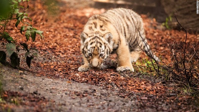 地面のにおいをかぎながら、早速飼育エリアを探索