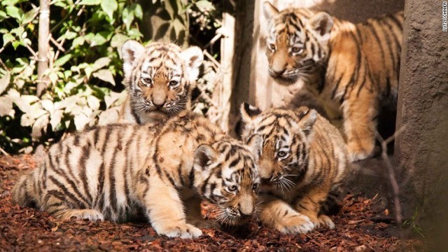 独ハンブルクの動物園に４つ子のトラの赤ちゃんがお目見え