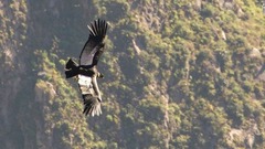 コルカ渓谷では、空を飛ぶコンドルの姿を見ることもできる