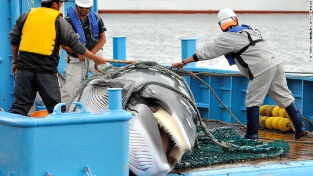 釧路港に水揚げされたミンククジラ＝２０１３年