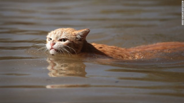 乾いた地面を探す猫＝３０日、テキサス州ヒューストン