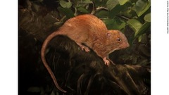 ソロモン諸島で見つかった新種の大ネズミ「ビカ」
