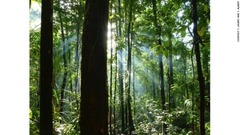 高い樹木が生い茂るバングヌ島の熱帯雨林