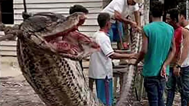 スマトラ島で男性が体長７メートルのヘビと遭遇し殺した