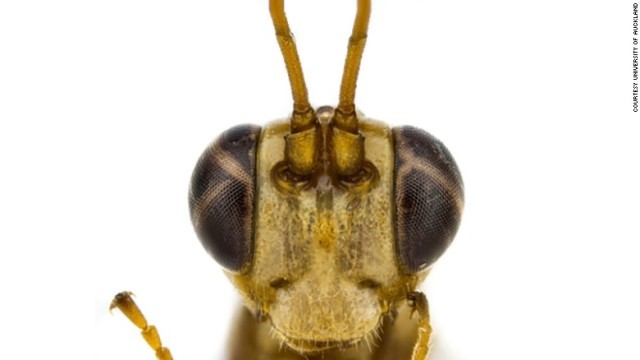 Cnn Co Jp 新種のハチ ハリポタの悪役にちなみ マルフォイ と命名 ｎｚ