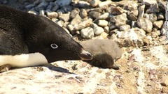 ペンギンのひなが大量餓死、残ったのは２羽　南極の営巣地