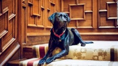 風格をたたえる犬の「オリバー・ベッキントン」は英誌タトラーや米誌バニティ・フェアで取り上げられた