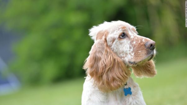 ムーンフリート・マナーで犬の「スヌーピー」に会おう